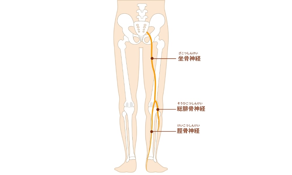 坐骨神経の解剖図